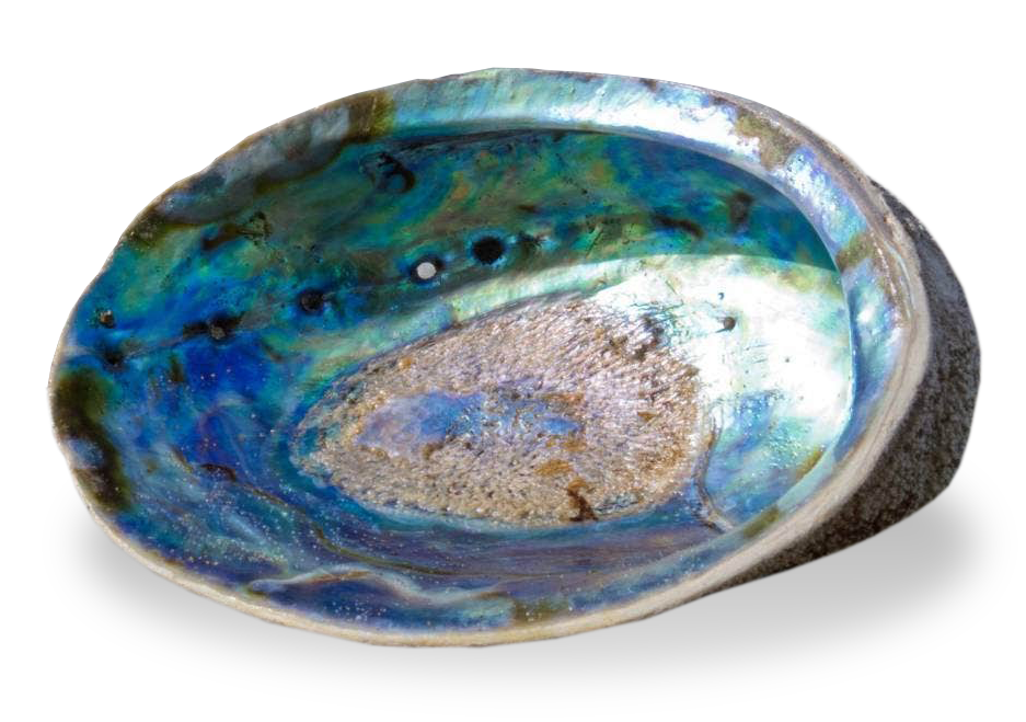 A beautiful looking paua shell.